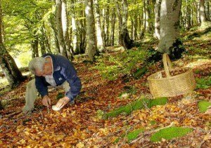 Picking mushrooms :: Abelore, rural agrotourism houses in Navarra, Spain