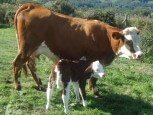 Vacas de casa rural Kastonea, Erratzu, valle de Baztan :: Agroturismos en Navarra