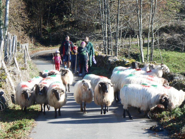 Cuidando las ovejas en casa rural Kastonea, Erratzu, valle de Baztan :: Agroturismos en Navarra