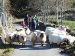 Paseos por el campo acompañando a las ovejas en casa rural Kastonea, Erratzu, Valle de Baztan :: Agoturismo en Navarra